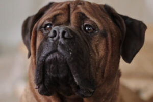 PetMeds TV Commercial featuring the face of a brown bulldog